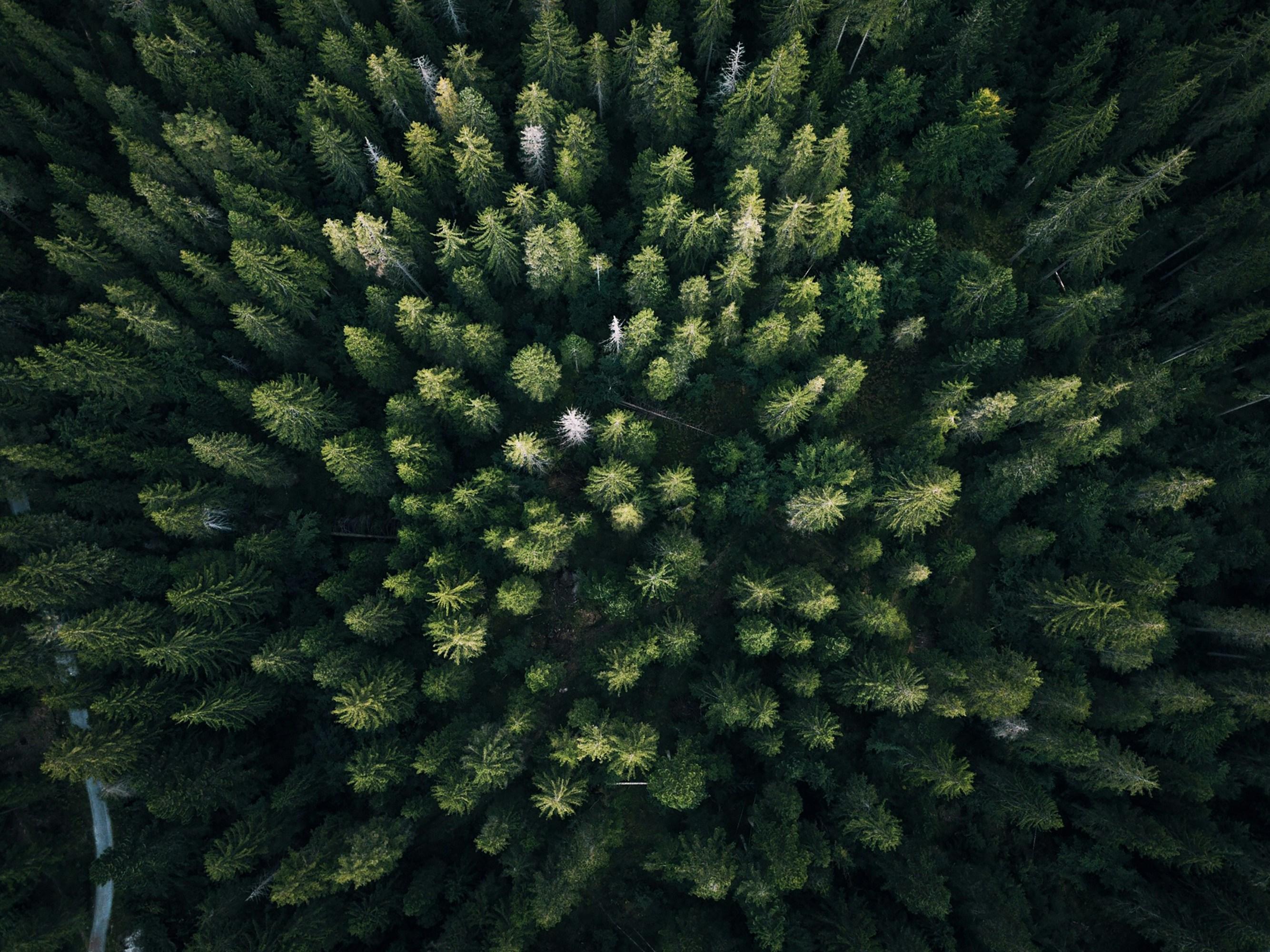 forest photo